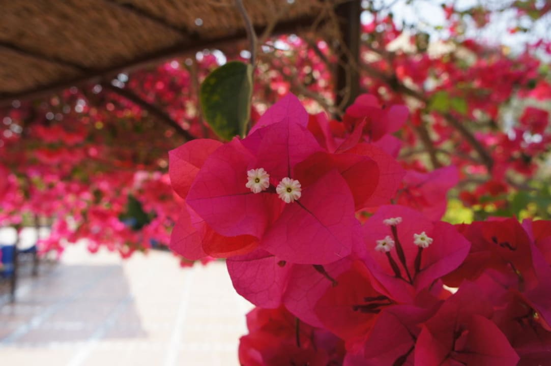 Schöne Gartenanlage Steigenberger Coraya Beach - Adults only