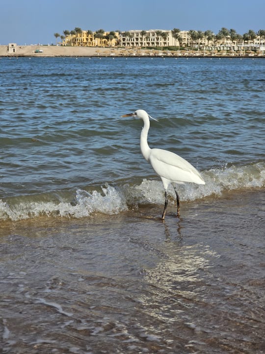 Strand Steigenberger Resort Alaya Marsa Alam - Red Sea - Adults only
