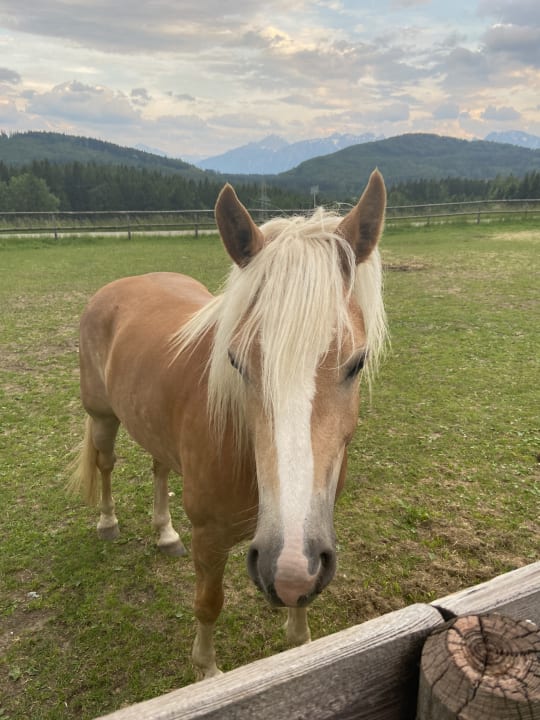 Gartenanlage Landhotel Haflingerhof
