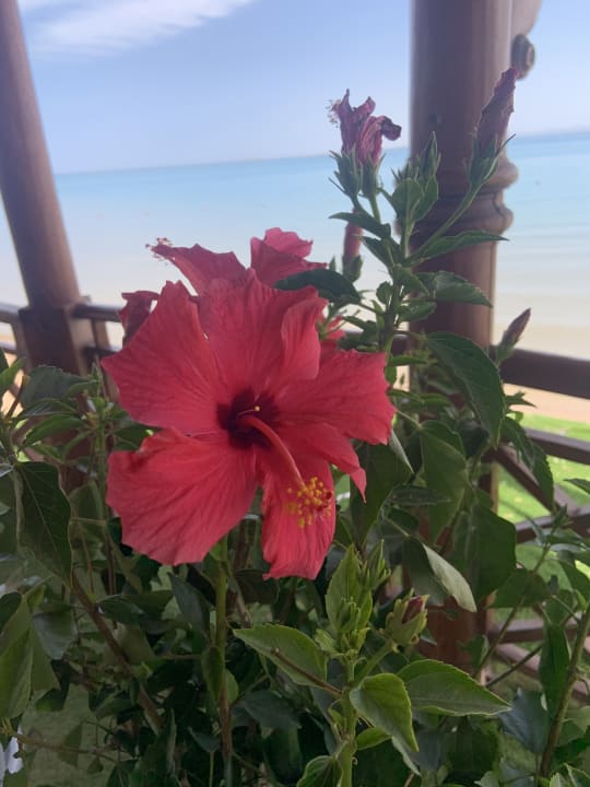 Gartenanlage Palm Royale Resort - Soma Bay