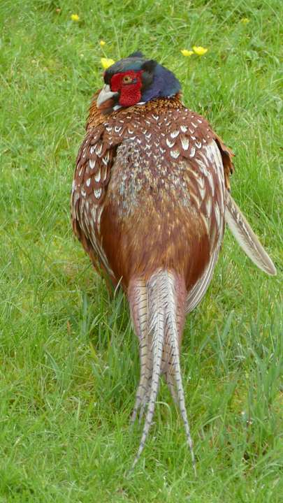 Fasan Hotel The Lodge - Daviot Mains