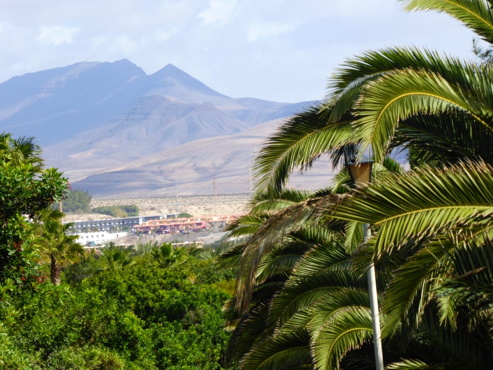 Das Hotel liegt direkt am "Palmenwald" von Costa Calma allsun App.-Hotel Barlovento