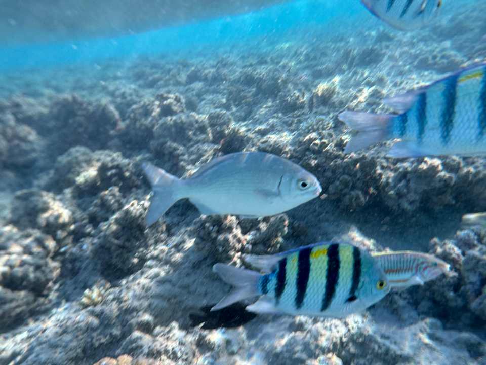 Pool Baron Palace Sahl Hasheesh