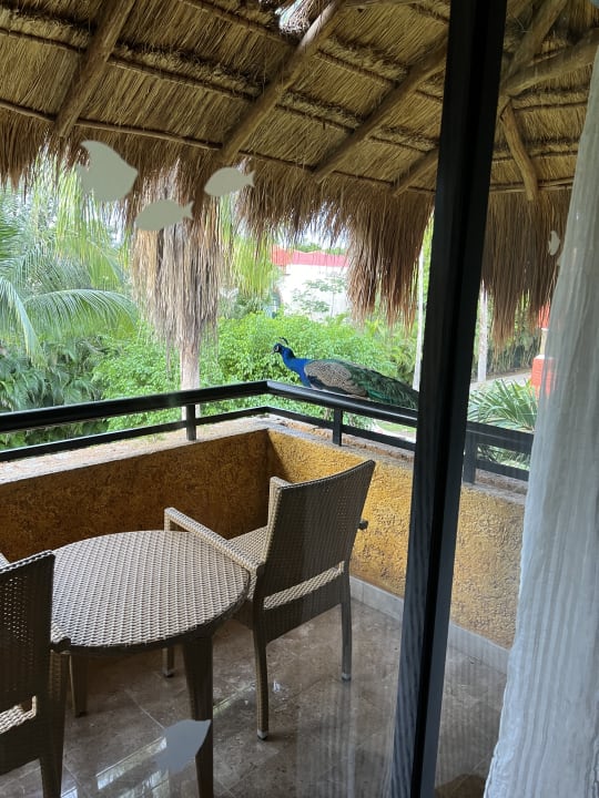 Zimmer Iberostar Waves Tucan