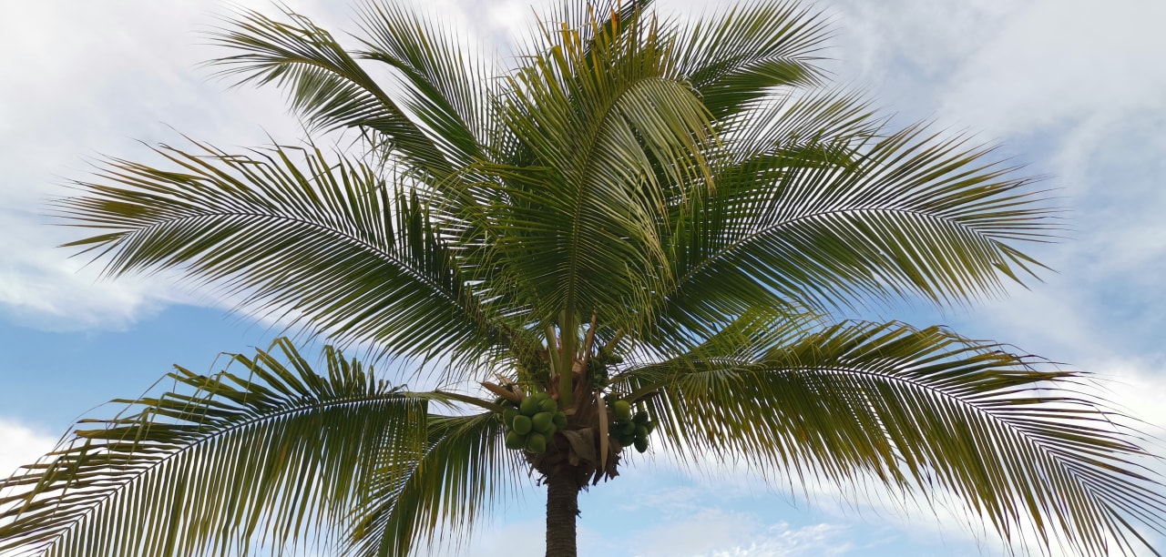 Gartenanlage Grand Decameron Panama, A Trademark All Inclusive Resort