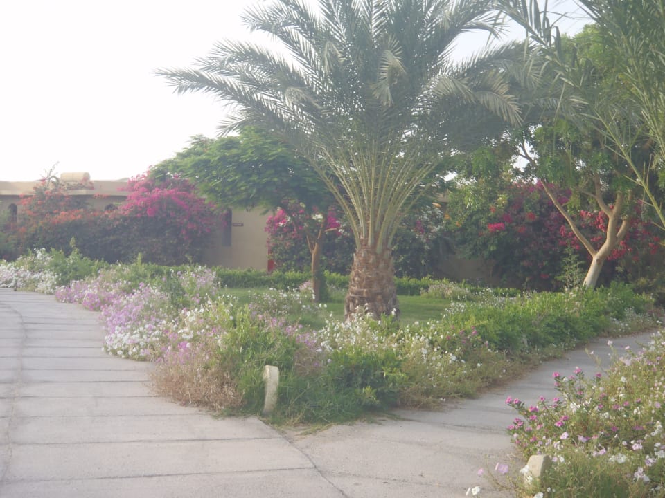 Tolle palmen Three Corners Sea Beach Resort