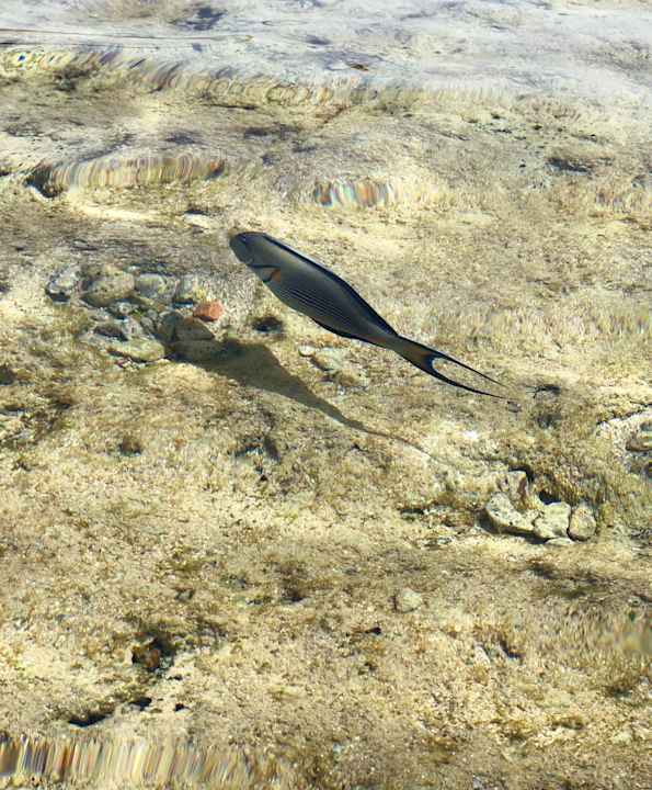 Strand Pickalbatros Citadel Resort