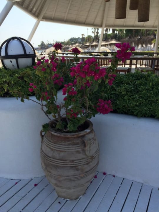 Außenansicht Balmy Foresta