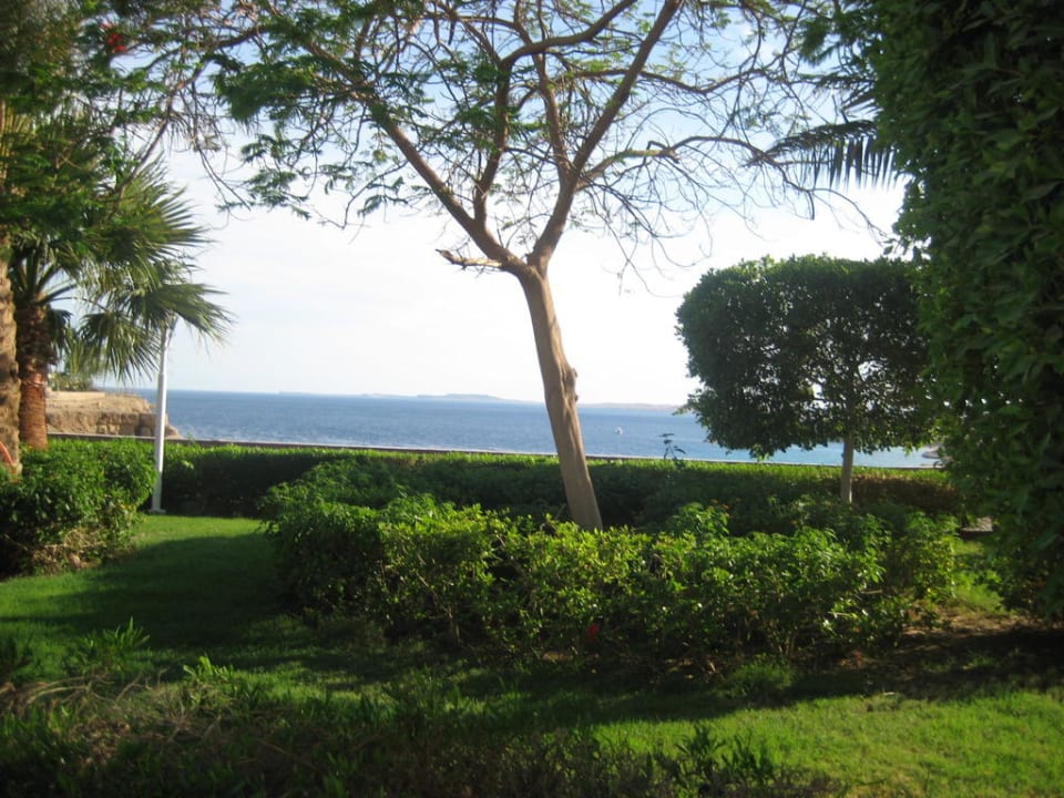 Зелень Albatros Sharm Resort