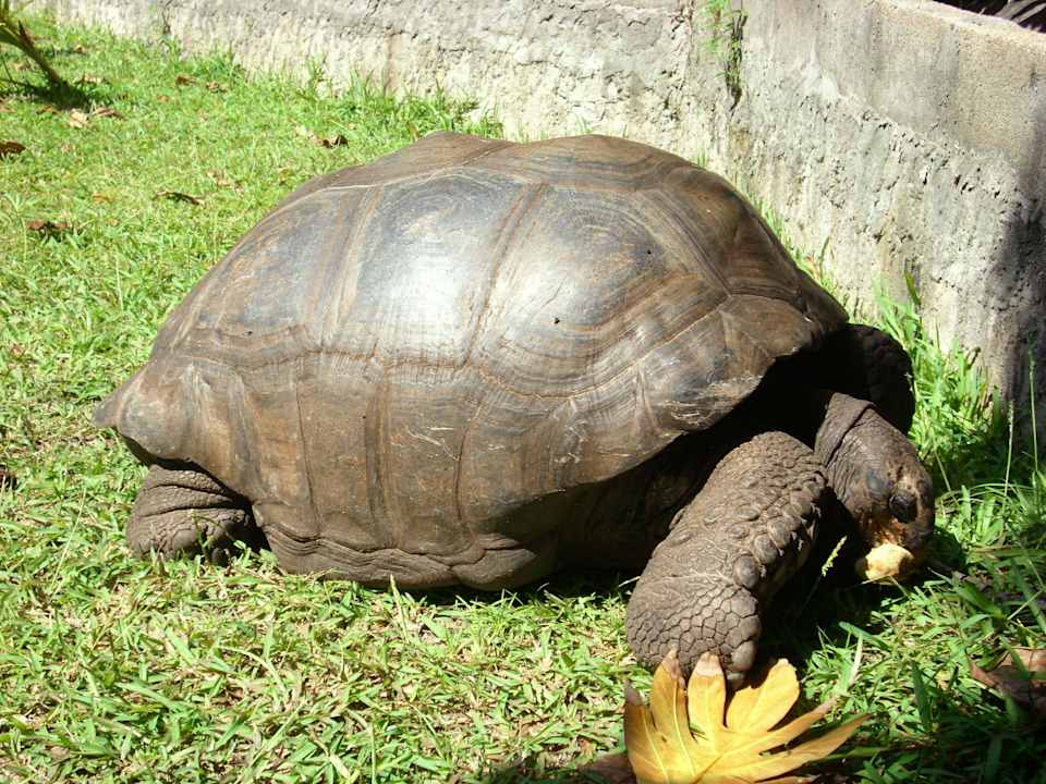 Schildkröte Hotel New Emerald Cove