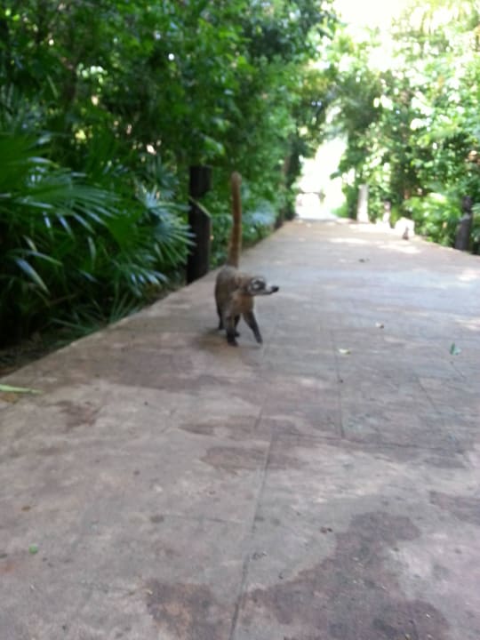 Hotel Catalonia Playa Maroma Catalonia Playa Maroma