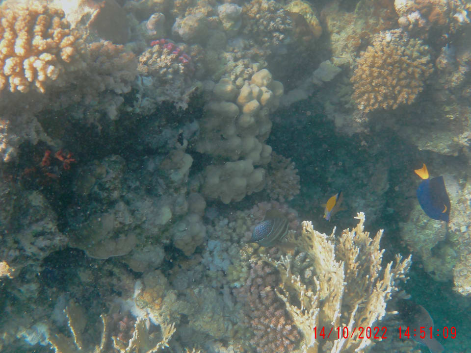 Sport & Freizeit Pickalbatros Palace Hotel-Port Ghalib