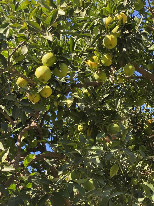 Gartenanlage Hotel Sirma