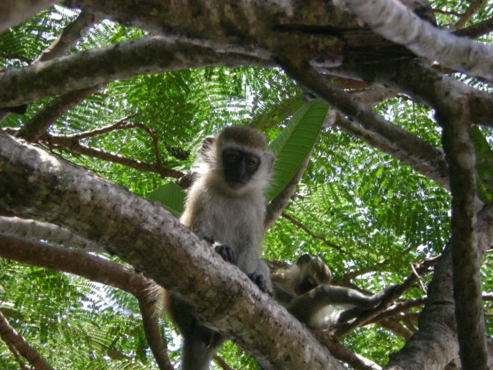 Und die Affenbande brüllt Hotel Diani Sea Lodge