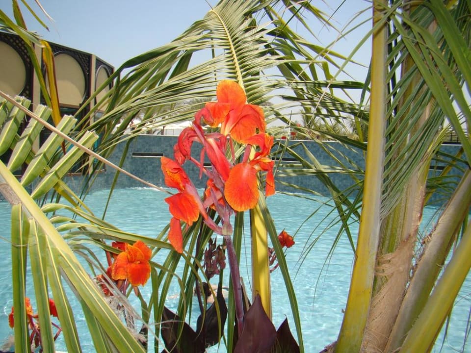 Kwiaty przy basenach Rixos Al Mairid Ras Al Khaimah