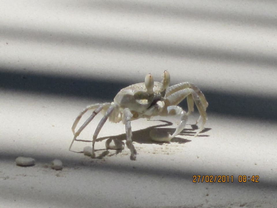 Geisterkrabbe? Hotel Le Duc de Praslin