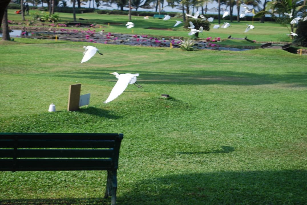 Vögel Hotel The Leela Goa