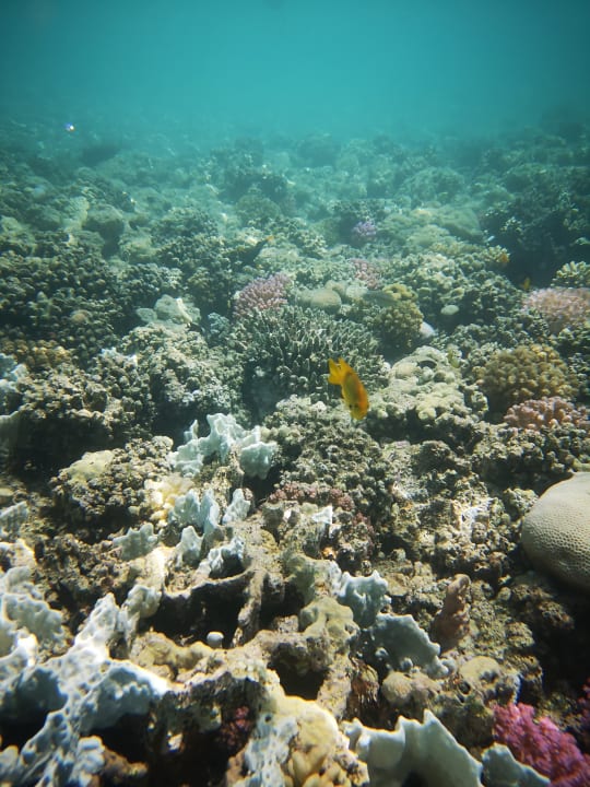 Strand Marina Resort Port Ghalib, a member of Radisson Individuals