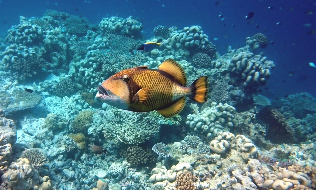 Drückerfisch - Achtung Kuredu Island Resort & Spa