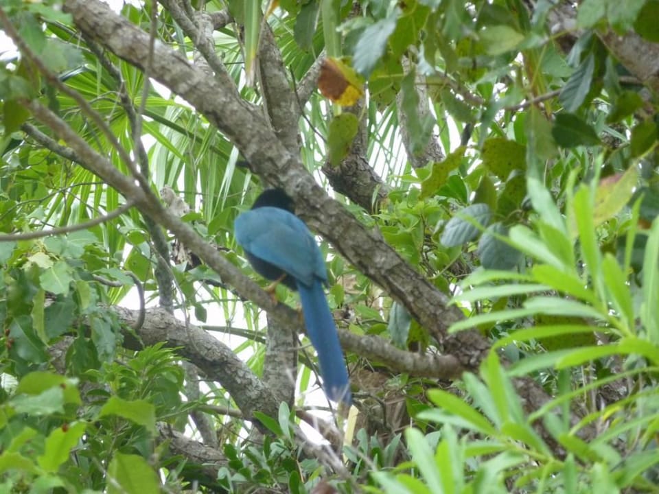 Noch ein exotischer Vogel Catalonia Playa Maroma