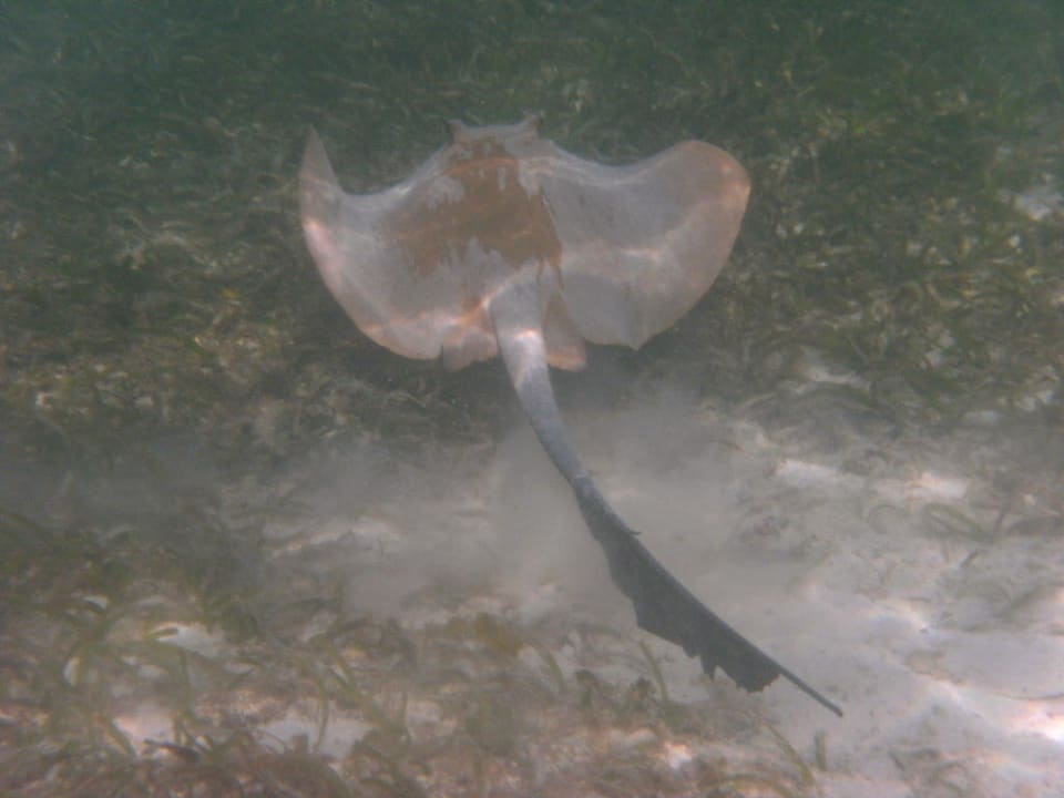 Federschwanzrochen Adaaran Select Hudhuran Fushi - Premium All Inclusive