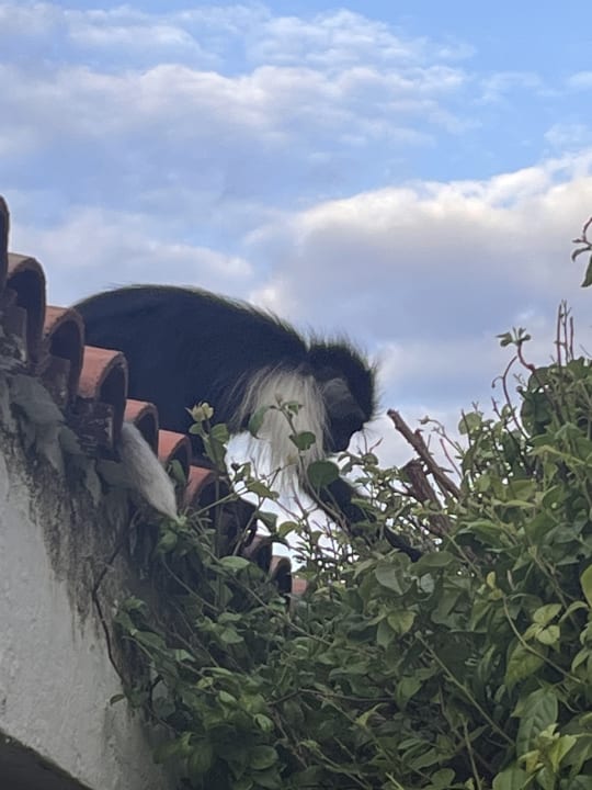 Gartenanlage Diani Sea Resort