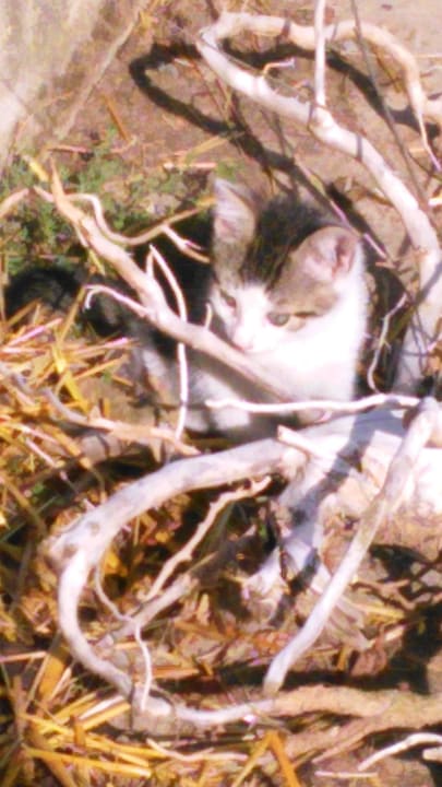 Babykatze Bio-Bauernhof Mültner