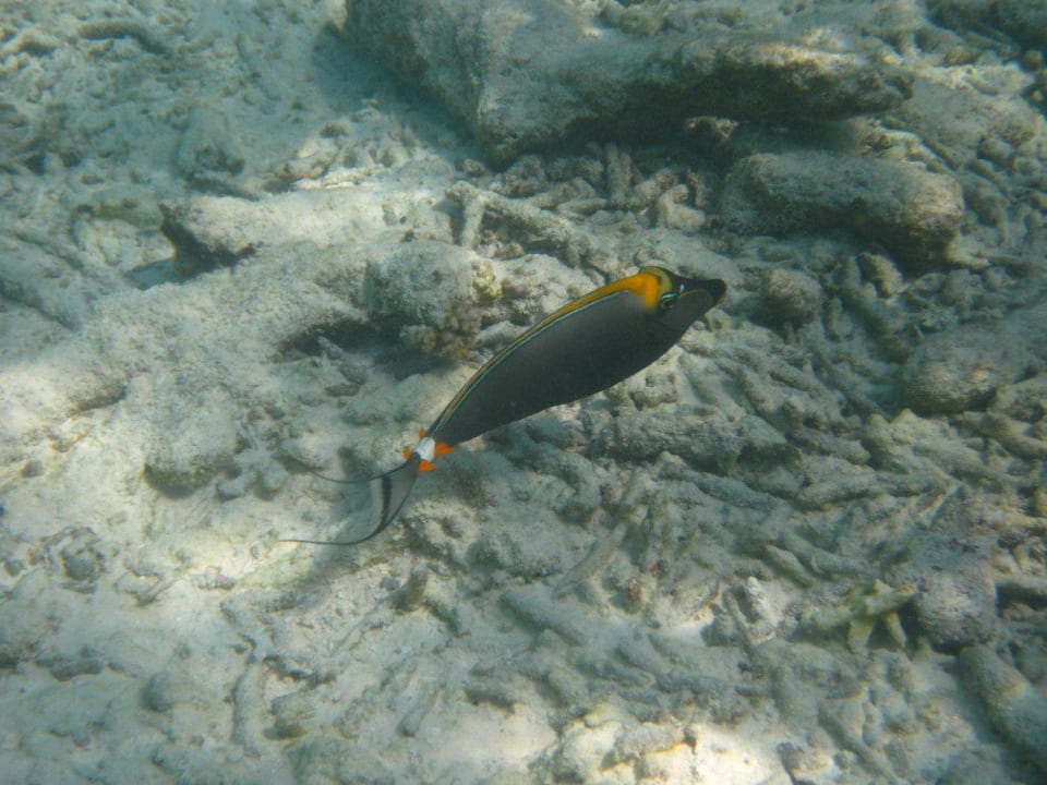 Unterwasserwelt am Hausriff NH Collection Maldives Reethi Resort