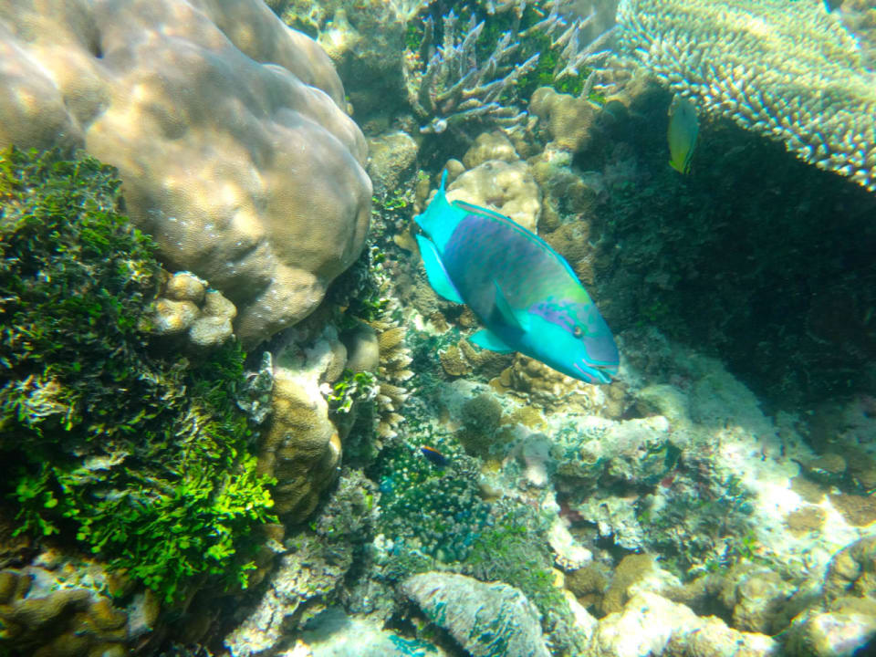 Unterwasserwelt Cinnamon Hakuraa Huraa Maldives