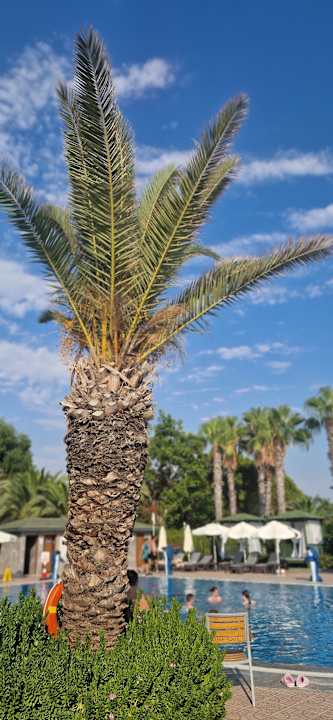 Pool Hotel Botanik Platinum