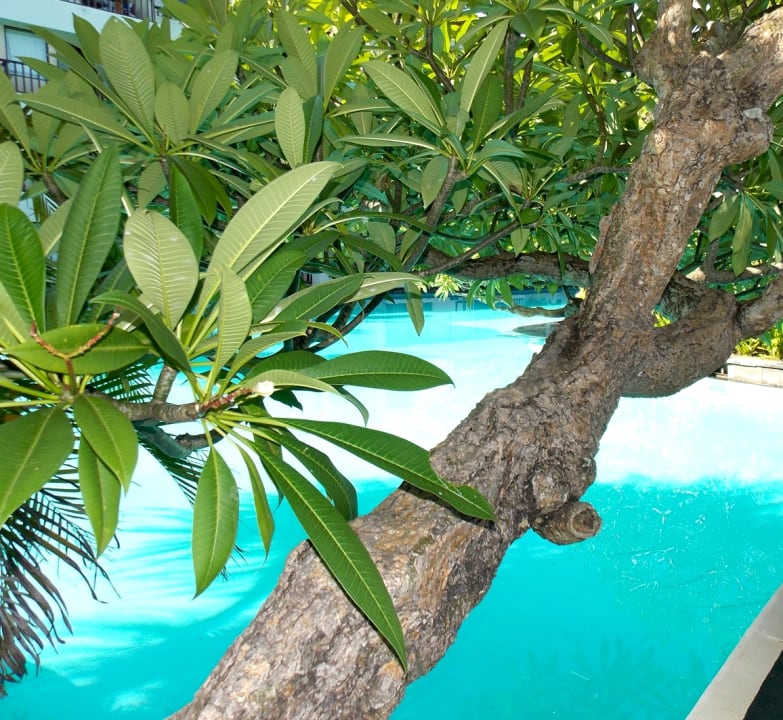 Pool The Laguna A Luxury Collection Resort & Spa