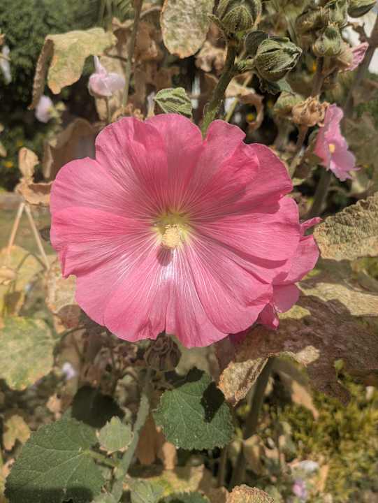 Außenansicht Three Corners Equinox Beach Resort