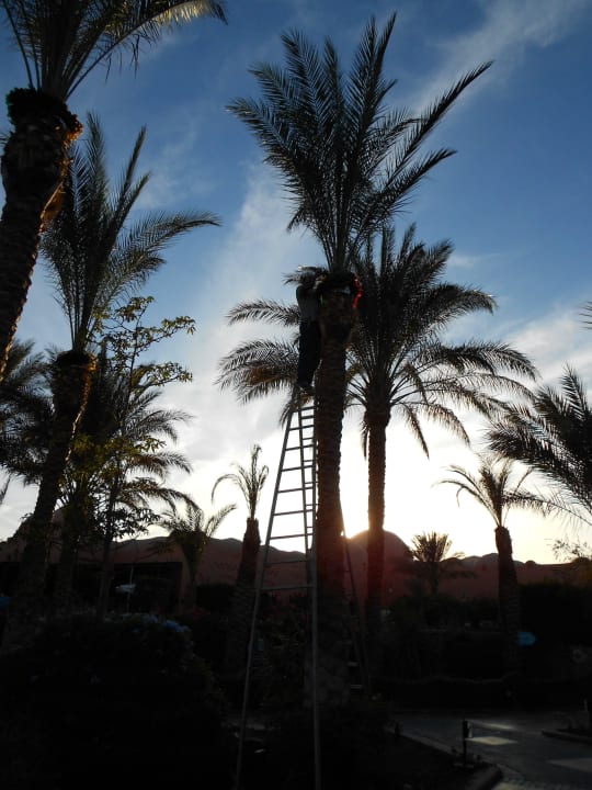 Geflegte Anlage  Jaz Makadi Oasis Resort