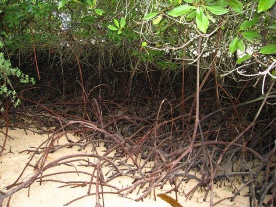 Mangroven The Menjangan