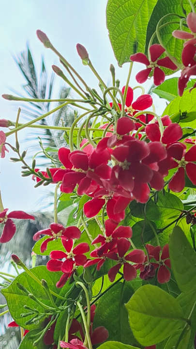 Gartenanlage Neptune Village Beach Resort & Spa