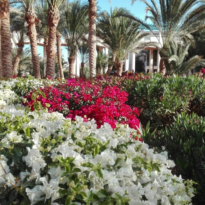 Gartenanlage Mövenpick Resort & Spa El Gouna