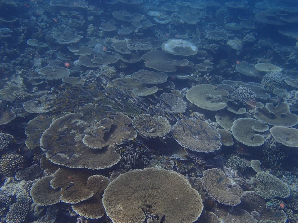 Schnorcheln am Riff Noku Maldives, Vignette Collection