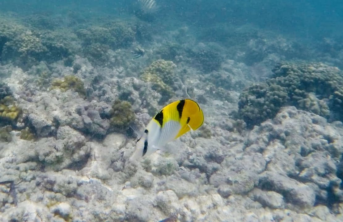 Sport & Freizeit Adaaran Select Hudhuran Fushi - Premium All Inclusive