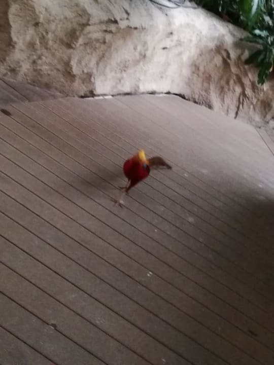 Gartenanlage Tropical Islands Resort