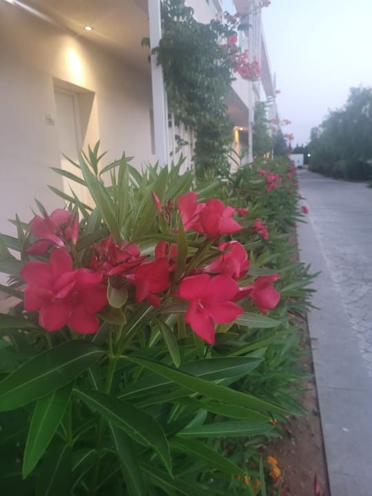 Sonstiges Sandy Villas Resort