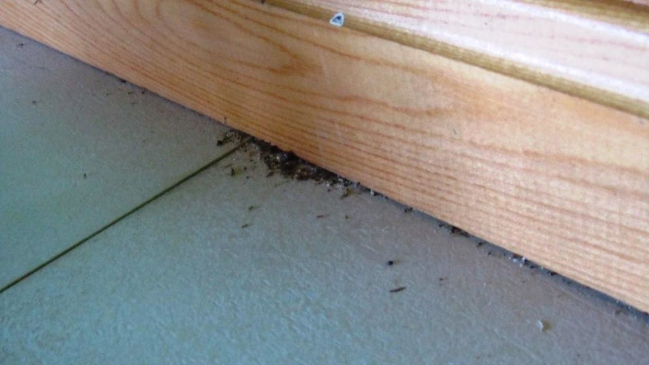 Tote Ameisen Hotel Anse Takamaka View