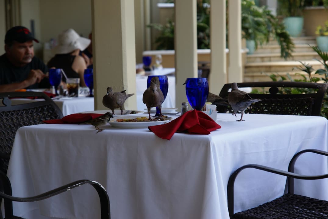 Ungebetene Gäste Sandals Royal Bahamian