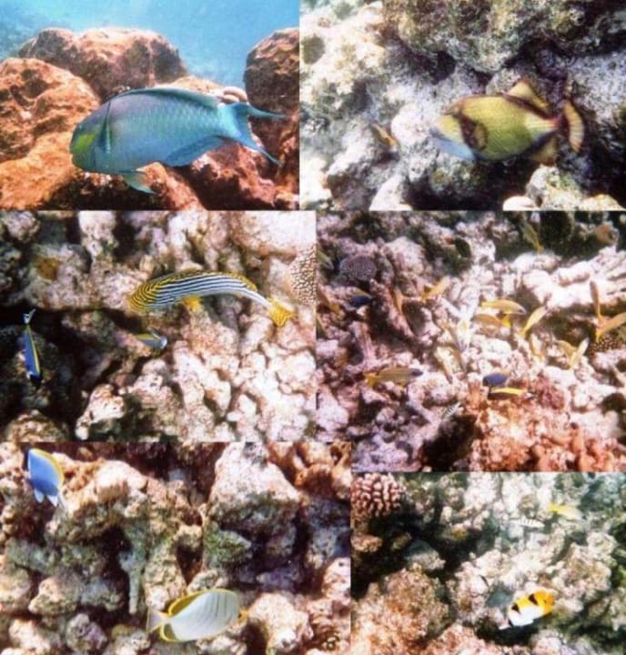 Fische am Hausriff Meeru Maldives Resort Island