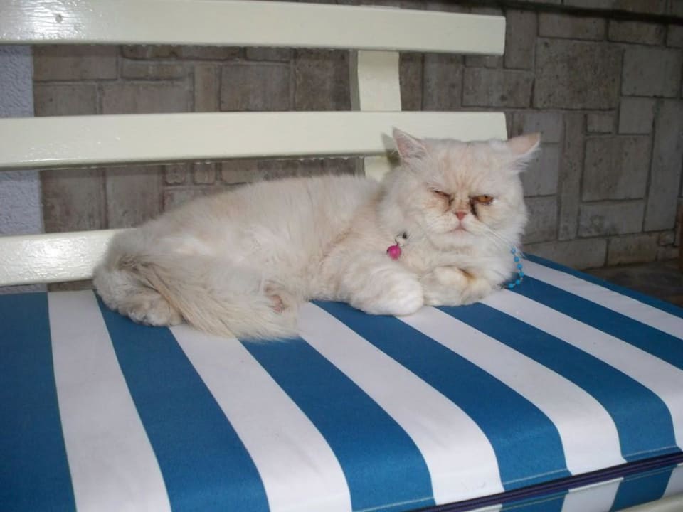 Kater vom Hotel Ammon Zeus Luxury Beach Hotel