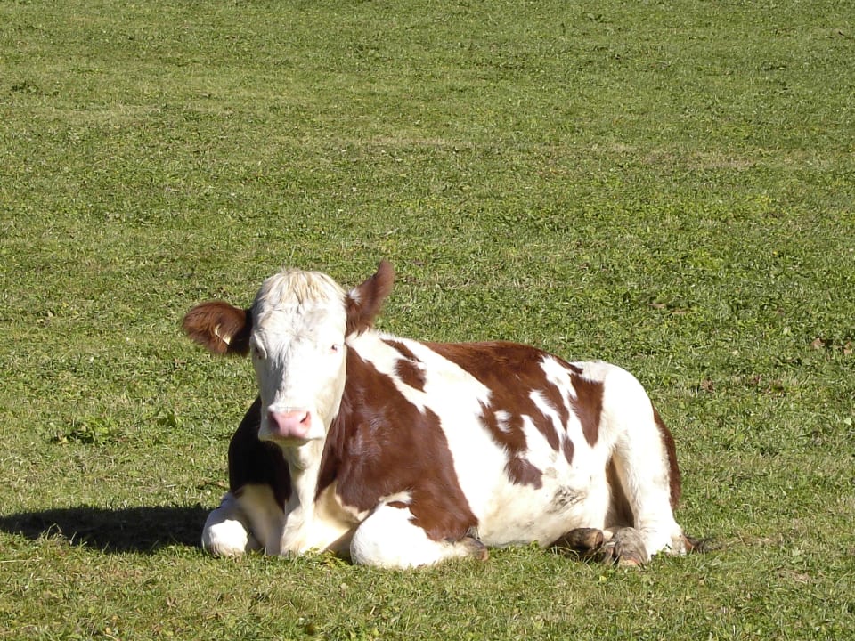 Glückliche Kühe Bauernhof Paußhof