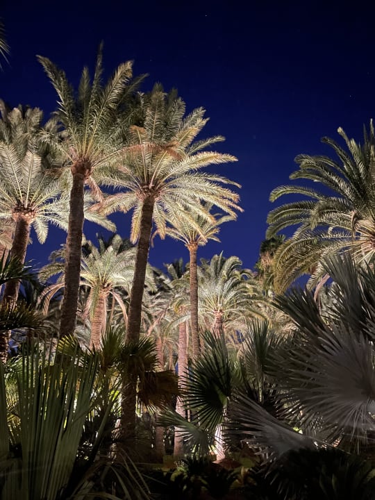 Gartenanlage Hotel Riu Palace Oasis