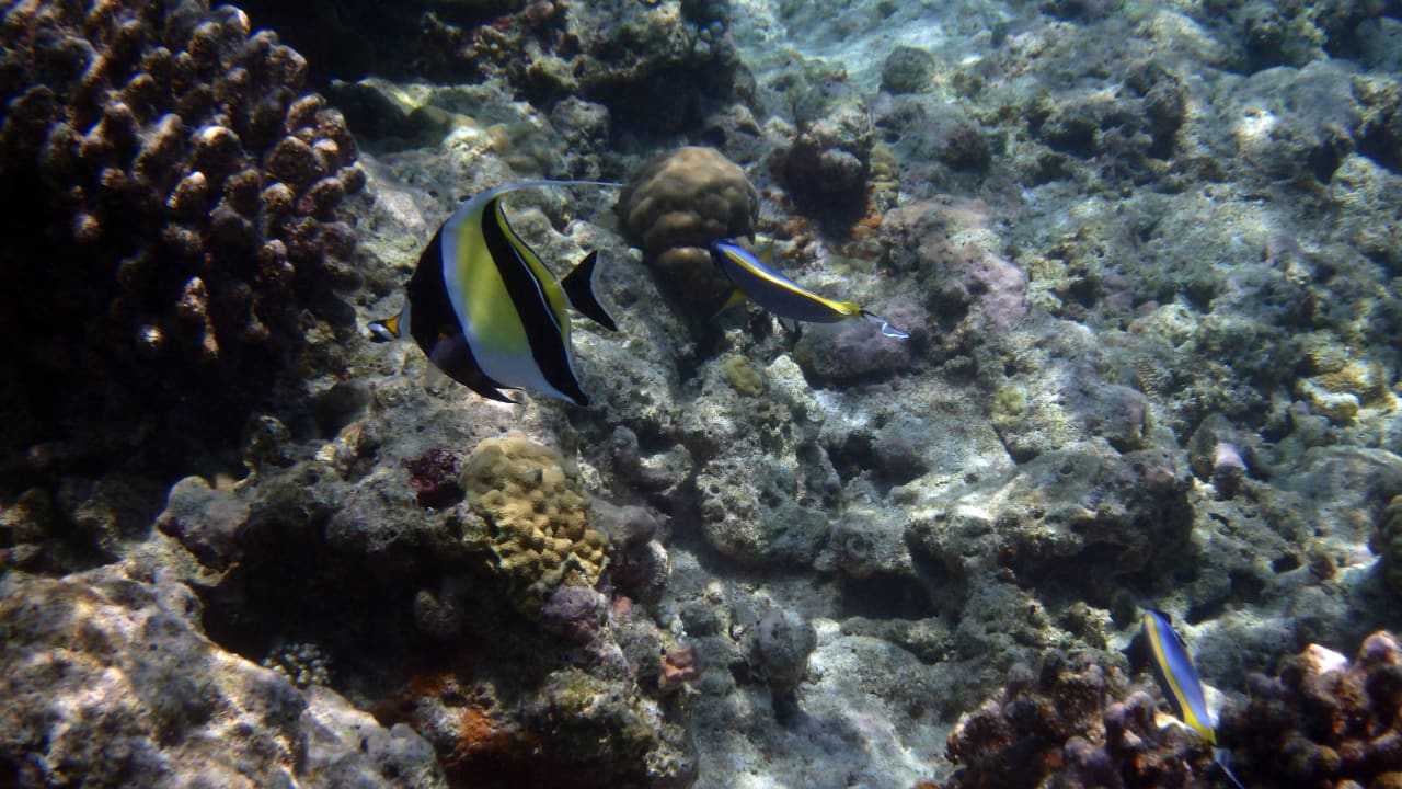 Unter dem Meer Kuramathi Maldives