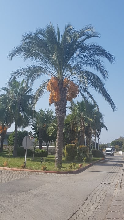 Garten Hotel Gardenia Beach
