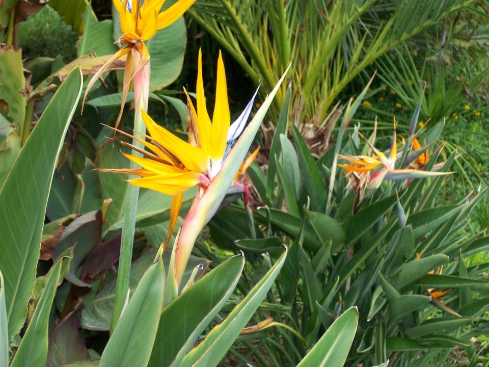 Papageienblume Royal Wings Hotel