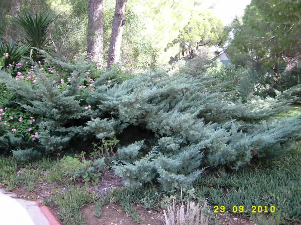 Herrlicher Garten, herrliche Pflanzen! Green Max Hotel